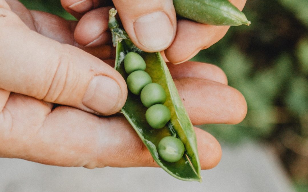 Like Peas in a Pod: 3 Ways Project Management Supports Technology Projects